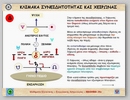 Κλίμακα συνειδητότητας και Χείρωνας